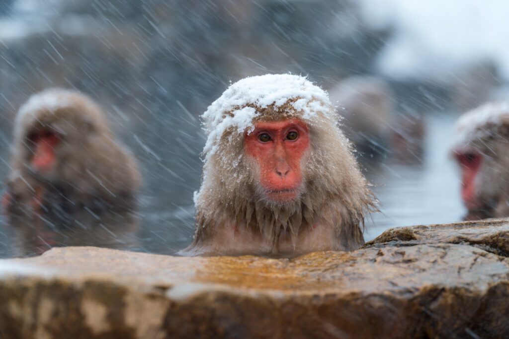 A Japanese snow monkey in a hot spring at jigokudani snow monkey park, with wet fur and snowflakes falling on its head.