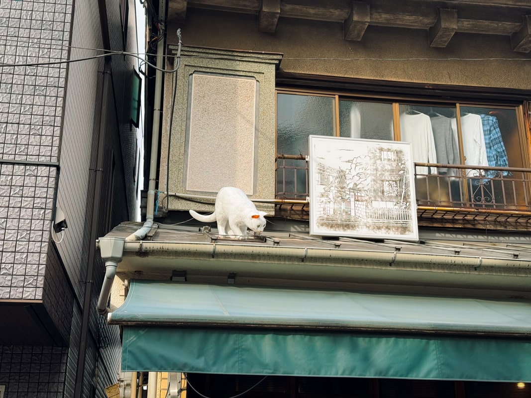 A weathered wooden building in Japan with a green awning and a white cat statue sitting on the roof, image taken in Tokyo's Yanaka neighborhood aka 'Cat Town'.