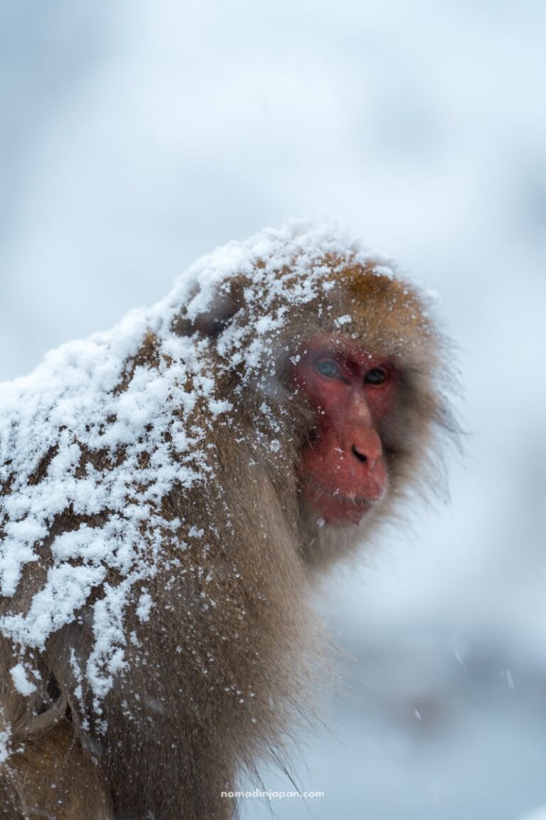 How to See the Snow Monkeys in Nagano’s Jigokudani Yaen-Koen